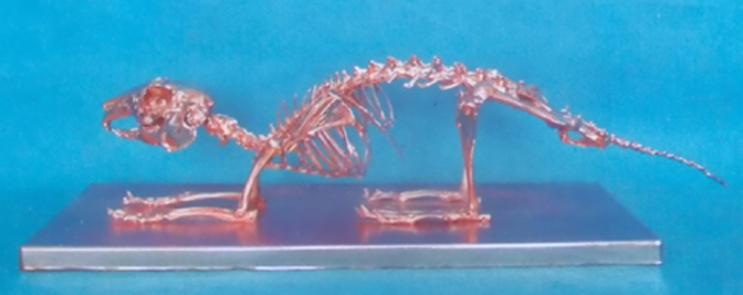 COPPERISED RABIIT SKELETON MODEL WITH BASE